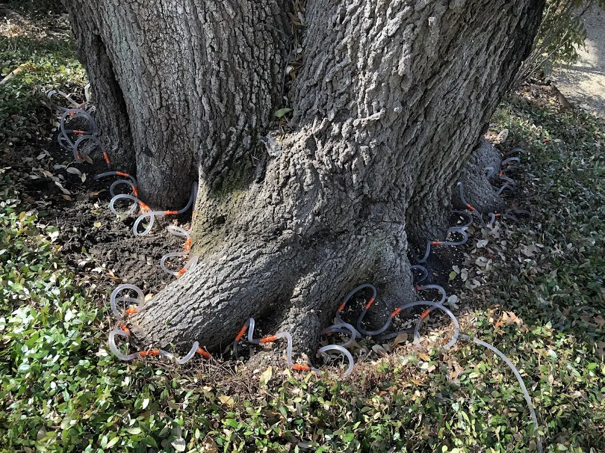 Detailed Tree Cabling and Bracing job site in Gregory