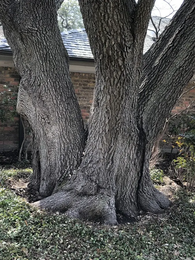 Mature heritage tree close to a Gregory property cared for by certified arborists